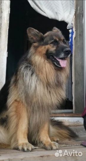 Щенки немецкой длинношерстной овчарки