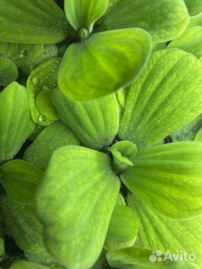 Пистия, аквариумное растение