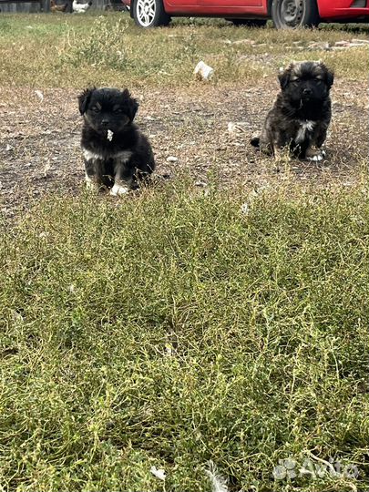 Собаки бесплатно в добрые руки