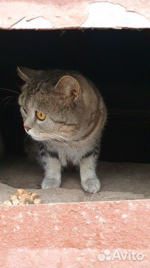 Британский котик