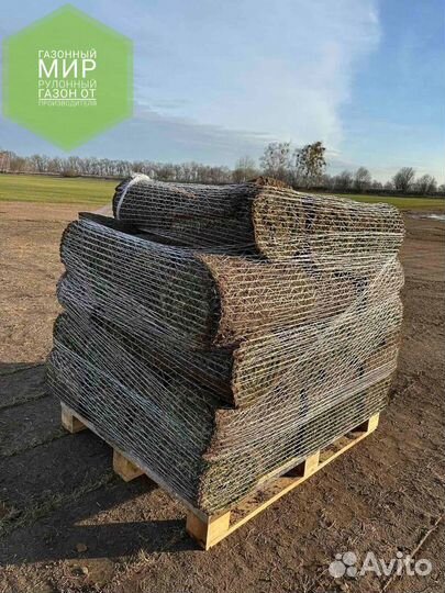 Рулонный газон с укладкой