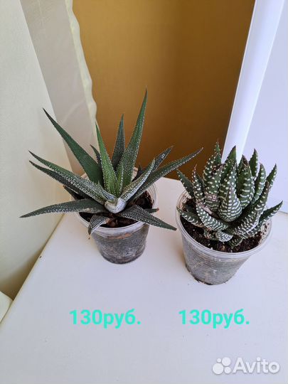 Суккуленты