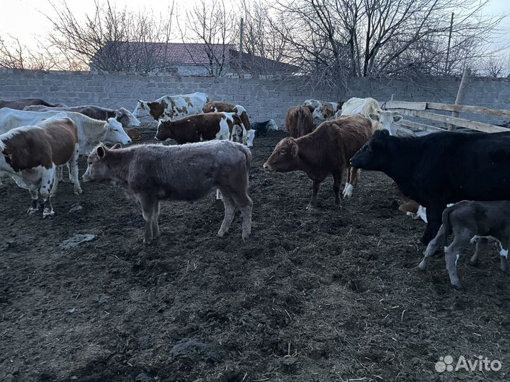 Быки,коровы,телята