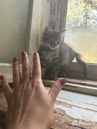 Котик