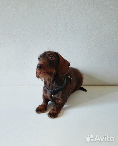 Ошейник-шлейка для собак и кошек