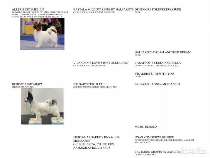 Щенки папийона