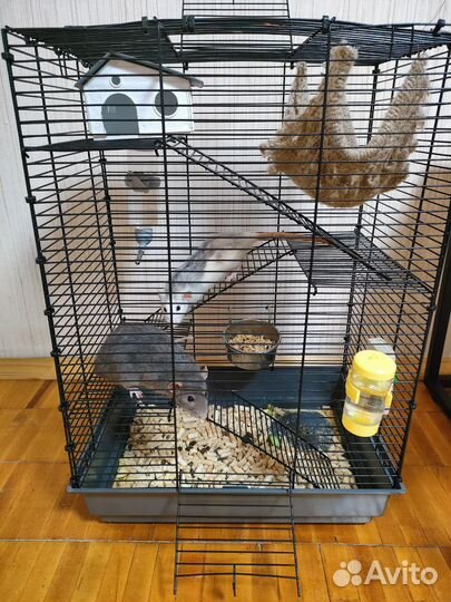 Крыса дамбо