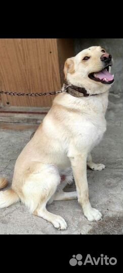 Лабрадор смесь