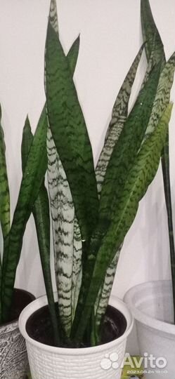 Сансевиерия