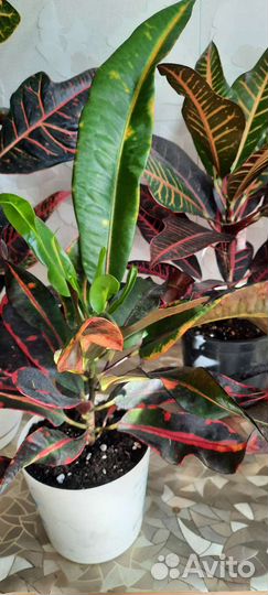 Комнатные цветы, кротон, уличные цветы