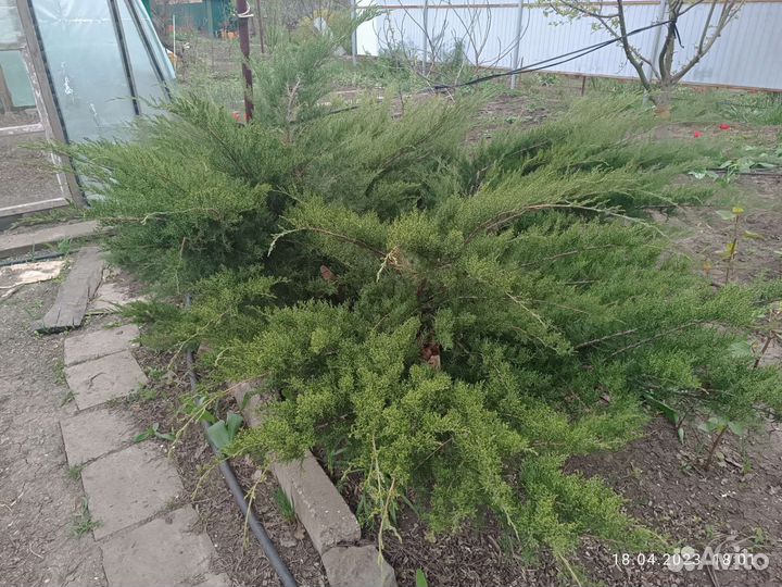 Можжевельник