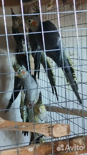 Попугай корелла