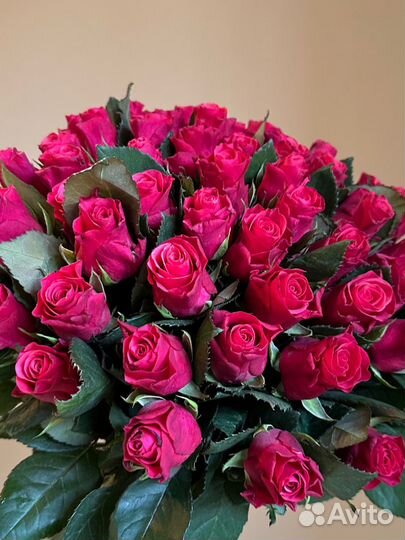 Роза малиновые 51шт, доставка Калининград