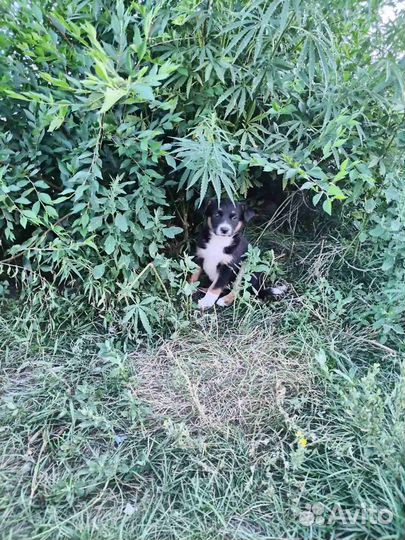 Щенки девочки