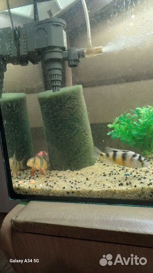 Аквариум с рыбками