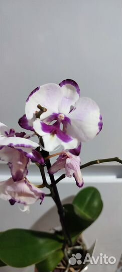 Орхидея фаленопсис биг лип
