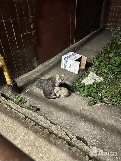 Котята в добрые руки Подольск