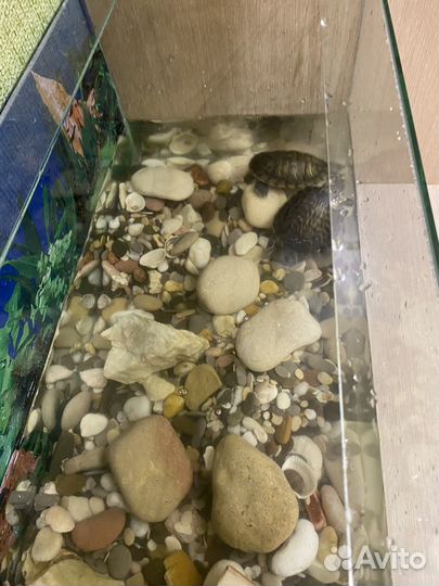 Красноухая черепаха с аквариумом