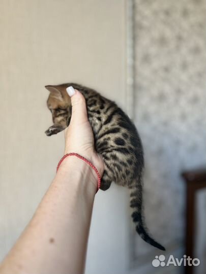 Бенгальские котята
