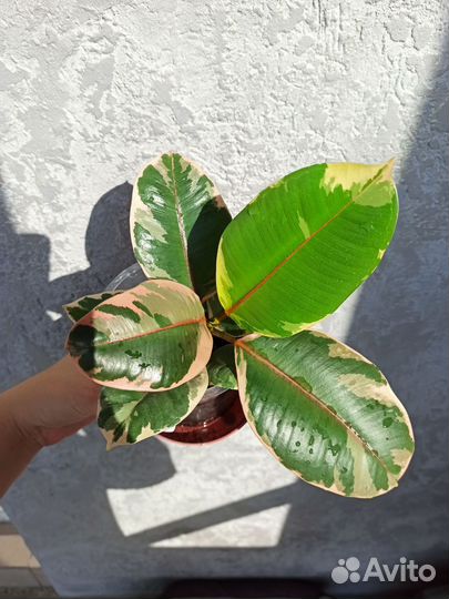 Фикус эластика белиз