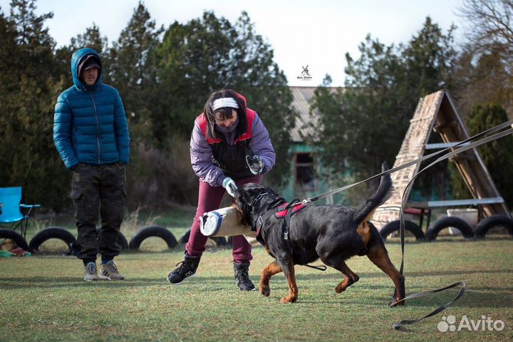 Кинолог.Дрессировка собак.Передержка