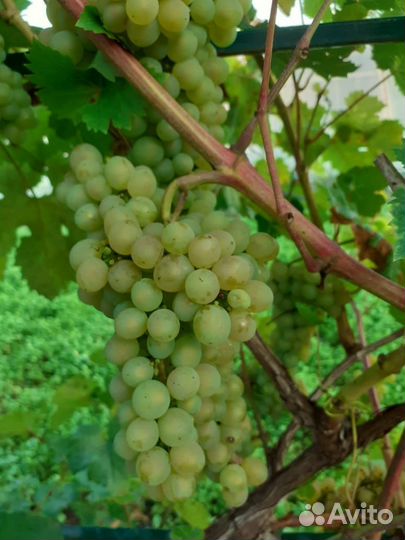 Саженец винограда