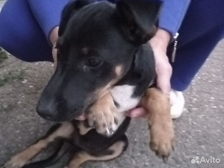 Помесь с таксой