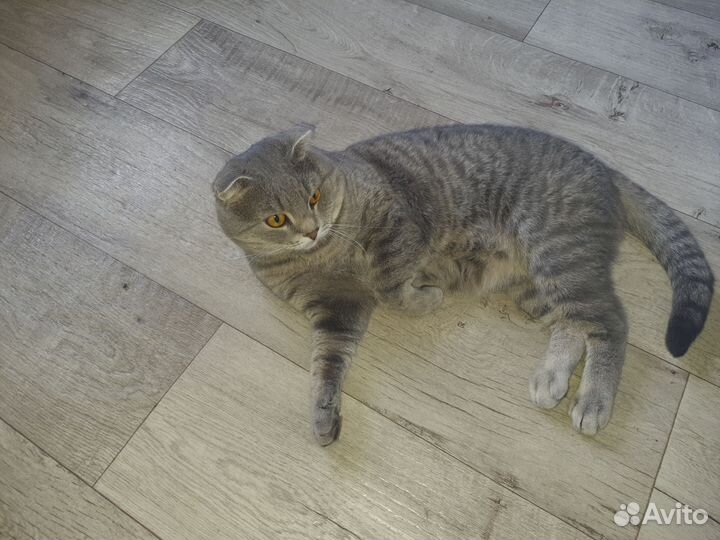 Кот вислоухий