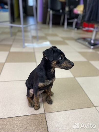 Маленькая собака