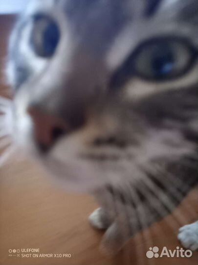 Котик в добрые руки Васька