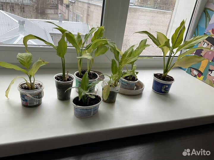 Спатифиллум Уоллиса (Spathiphyllum wallisii)