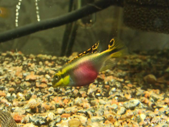 Пельвикахромис пульхера