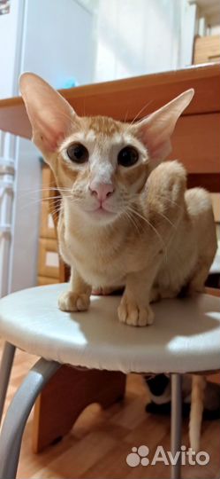 Ориентальные котята