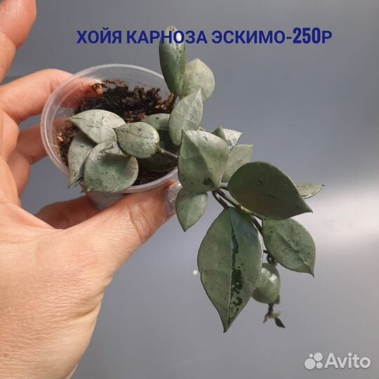 Хойи в ассортименте