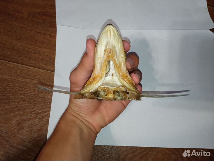 Чучело головы рыб