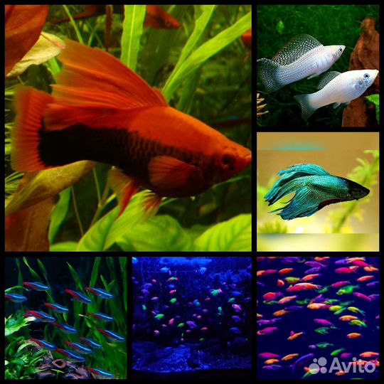 Аквариумные рыбки,аулофорус