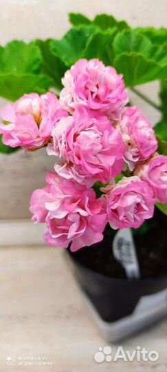 Пеларгонии