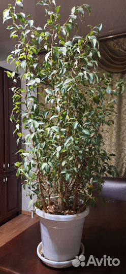 Цветок в горшке