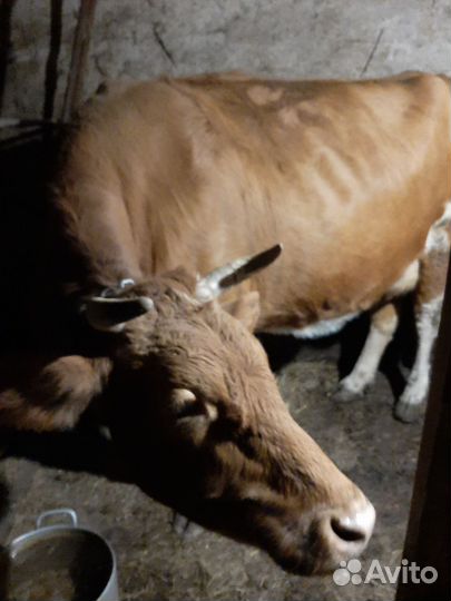 Корова на мясо