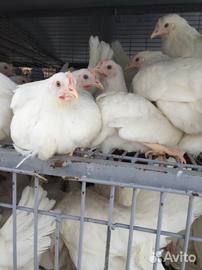 Куры Несушки