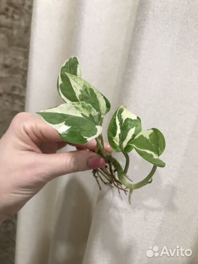 Эпипренум энджой