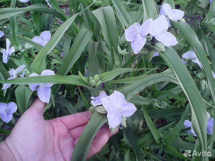 Традесканция садовая многолетния