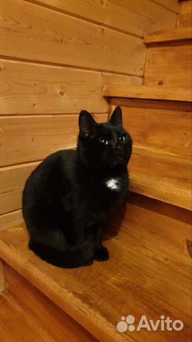 Черный красавец молодой 1,5 кот кастрирован привит объявление продам