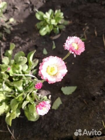 Рассада цветов