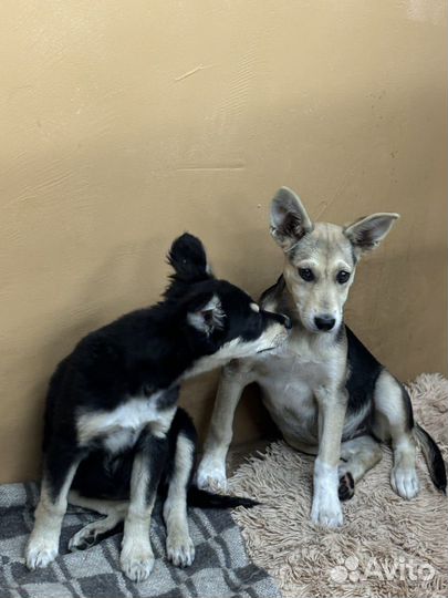 Собака в добрые руки