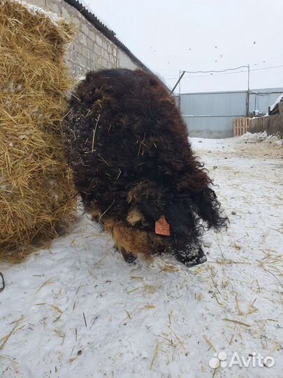 Мангалица племенные свинки и хряки