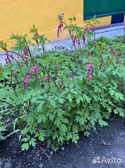 Кустики «Разбитое сердце»