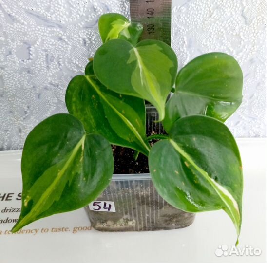 Сингониум, рипсалис, сциндапсус, филодендрон