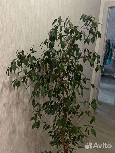 Фикус бенджамина большой