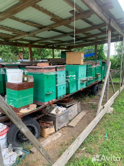 Пчелопакеты с уликами и без